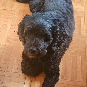 Meet your Posher, John